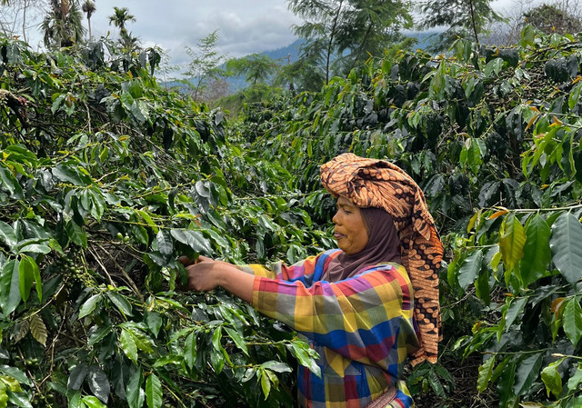 Junita, petani kopi di Karo, Sumatera Utara. Foto: Adhie Ichsan/kumparan