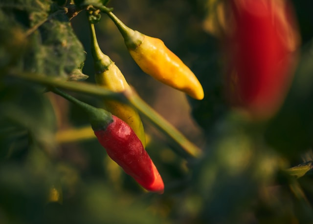 ara Menebalkan Daun Cabe dan Manfaatnya. Foto Hanya Ilustrasi. Sumber Foto: Unsplash.com/Mike Panton