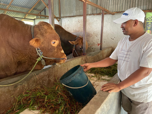 Sigobang sang sapi presiden tahun 2025 sedang diberi Jamu khusus. Foto: Rabiansyah/Hi!Pontianak.