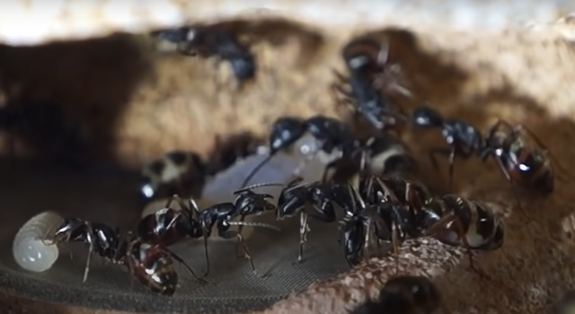 (Koloni semut sedang membuat sarang dibawah tanah. Sumber Youtube : Hewan Populer)