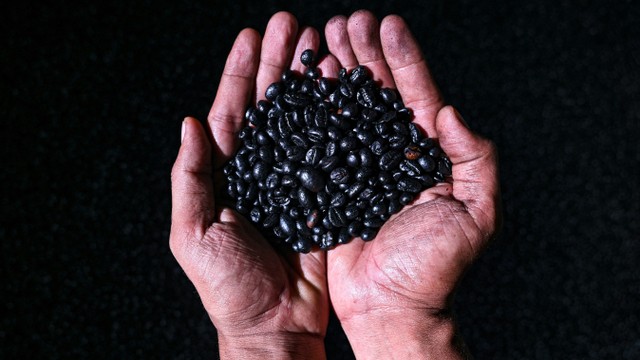 Biji kopi yang diproses secara tradisional di salah satu tempat produksi bubuk kopi Rumoh Aceh di Desa Miruek, Krueng Barona Jaya, Aceh Besar, Aceh, Senin (21/2/2022). Foto: Chaideer Mahyuddin/AFP