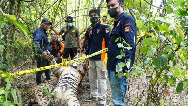 Polisi saat melakukan olah TKP kematian tigga harimau Sumatera di Aceh Timur, Senin (25/4/2022). Foto: Polisi Aceh Timur