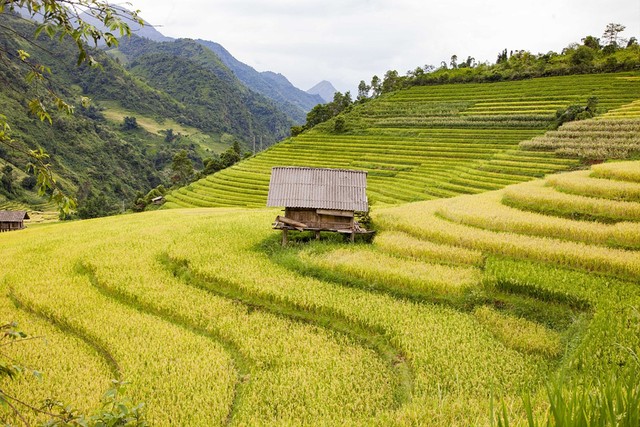 Ilustrasi tanaman padi di sawah yang memiliki banyak manfaat. Foto: Pixabay