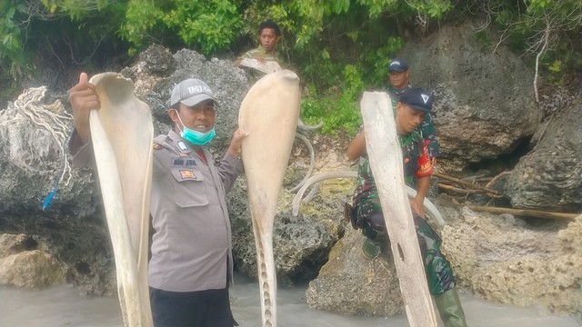 Tulang belulang diduga milik ikan raksasa ditemukan di Kabupaten Selayar, Sulawesi Selatan pada Minggu (6/2).  Foto: Dok. Istimewa