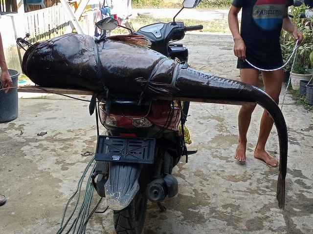 Ikan tapah yang didapat warga Sintang dinaikan ke motor untuk dijual ke Pasar Masuka, pada 9 Oktober 2021. Foto: Dok. Endi Ardania