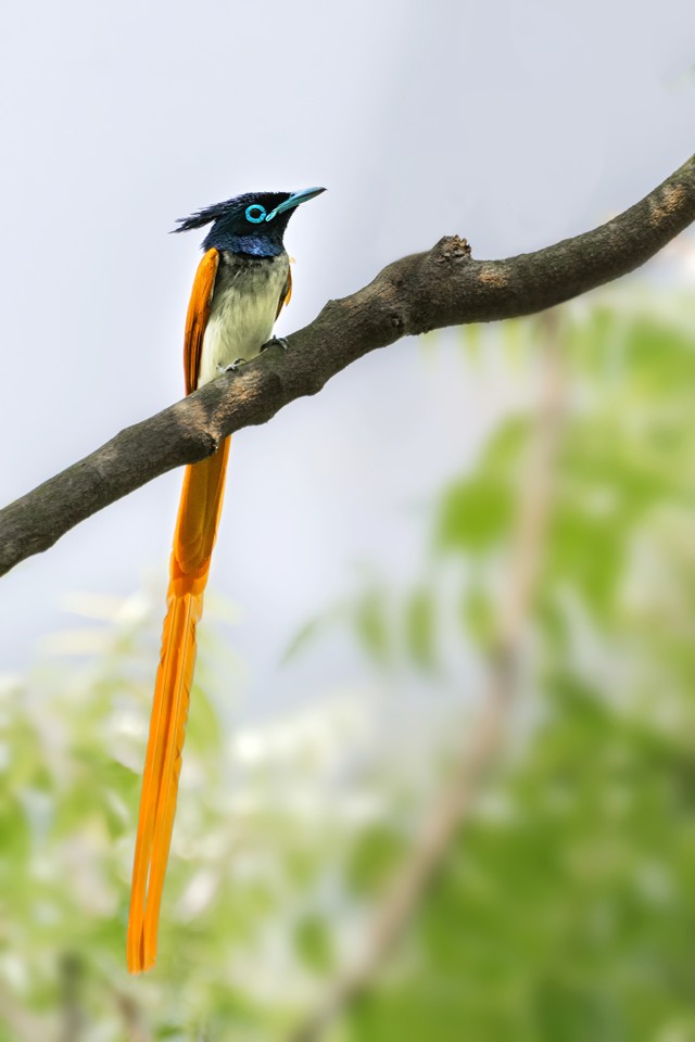 Burung tali pocong (Terpsiphone paradisi). Foto: Shubhrojyoti/shutterstock