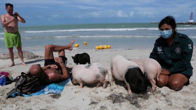 Seorang petugas polisi berinteraksi dengan babi Vietnam di tempat yang sekarang dikenal sebagai 'Pantai Babi', di Progreso, di negara bagian Yucatan, Meksiko. Foto: Lorenzo Hernandez/REUTERS