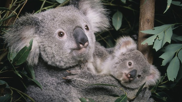 Koala telah mengalami kehilangan habitat, yang berakibat bencana.