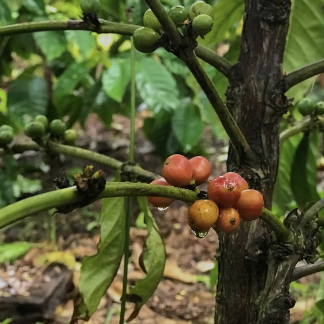 Biji kopi telah muncul di kabun kopi Tlogohaji - Bojonegoro | Sumber : team didaktik
