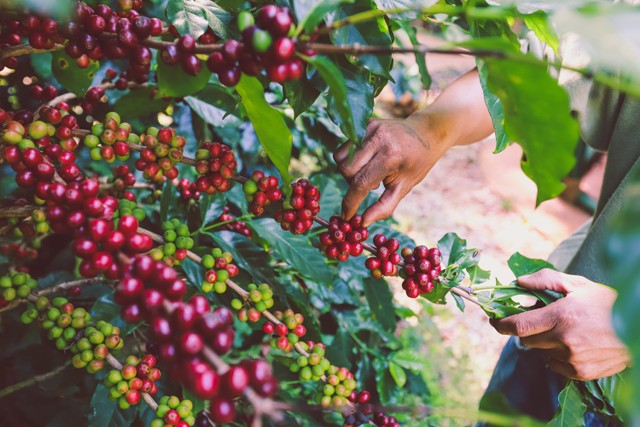 Ilustrasi kopi. Foto: Noiz Stocker/shutterstock