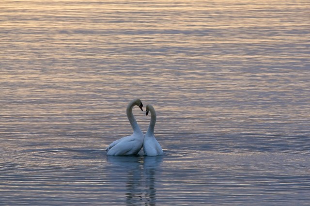 Pantun Cinta 2 Baris,  Foto: Unsplash/Wolfgang Hasselmann  