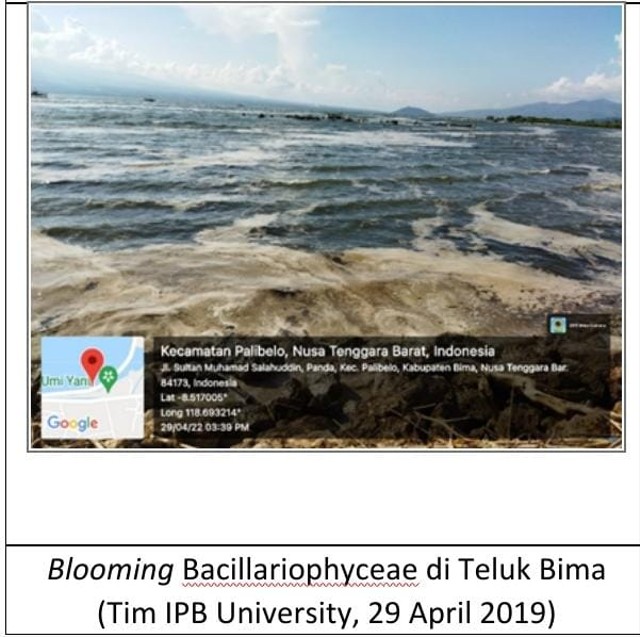 Tim IPB University Berikan Respon Cepat Terhadap Fenomena Munculnya Lapisan Coklat Tebal di Teluk Bima