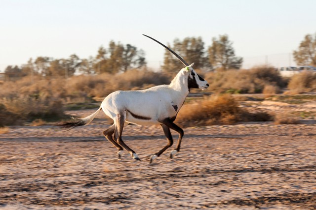 Sejumlah Oryx Arabyang diimpor dari Abu Dhabi berjalan di Suaka Margasatwa Shaumari, di Azraq, Yordania. Foto: Alaa Al Sukhni