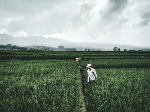 Fungsi Pasar Induk bagi Petani dalam Kegiatan Ekonomi adalah sebagai Distributor, Foto: Unsplash/Ramadhani Rafid 