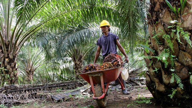 Ilustrasi kelapa sawit. Foto: Yogie Hizkia/Shutterstock