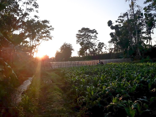 Gambar sawah (foto sendiri)