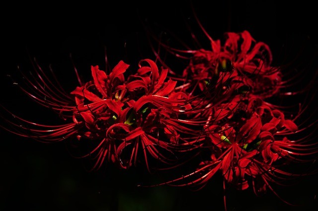 Bunga lily laba-laba merah