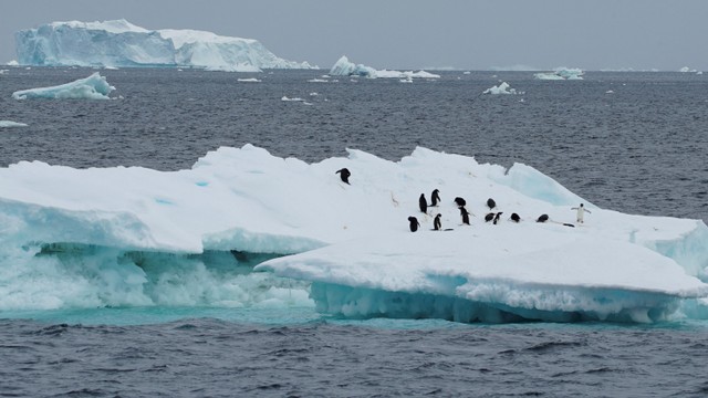 Penguin terlihat di gunung es ketika para ilmuwan menyelidiki dampak perubahan iklim pada koloni penguin Antartika. Foto: Natalie Thomas/REUTERS