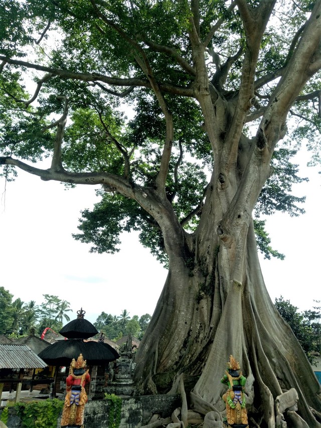  Pohon Kayu Putih yang disakralkan di Pura Babakan, Desa Tua, Tabanan - LSU 
