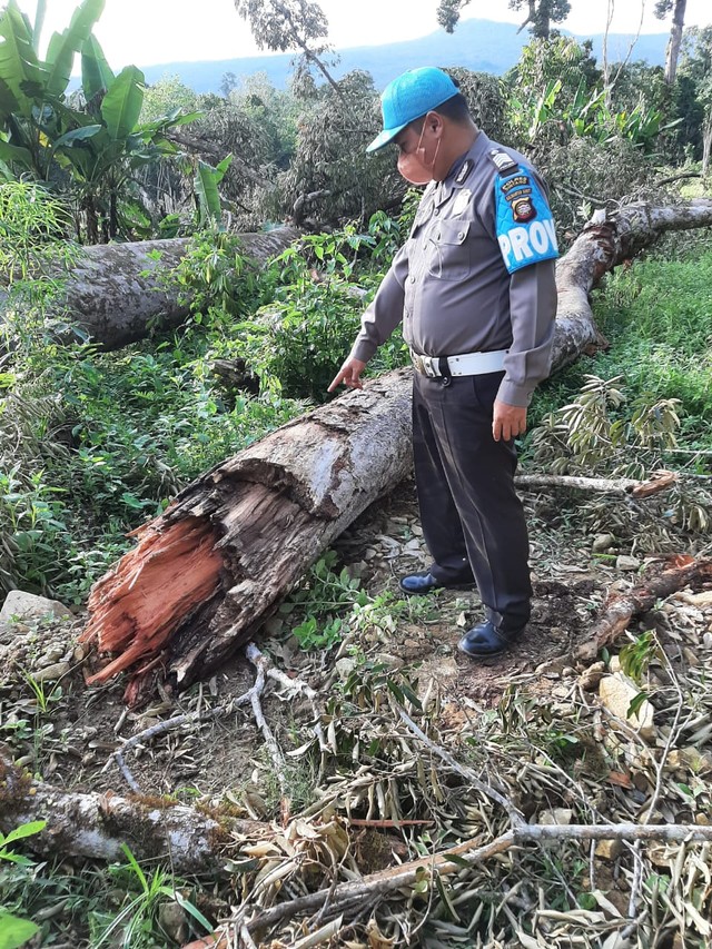 Dahan pohon durian yang patah menimpa warung dan menyebabkan karyawan perusahaan sawit meninggal dunia. (Foto: Dokumen Polsek Ketungau Hulu)