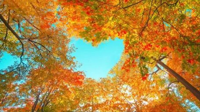 https://www.shutterstock.com/id/image-photo/autumn-forest-background-vibrant-color-tree-1816260440