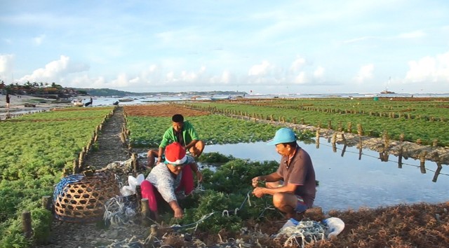 Kegiatan petani rumput laut di Nusa Lembongan, Bali - IST