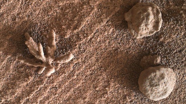 Batu aneh seperti karang ditemukan di Mars oleh rover Curiosity. Diketahui batuan ini adalah hasil endapan mineral. Foto: Kevin M. Gill/NASA