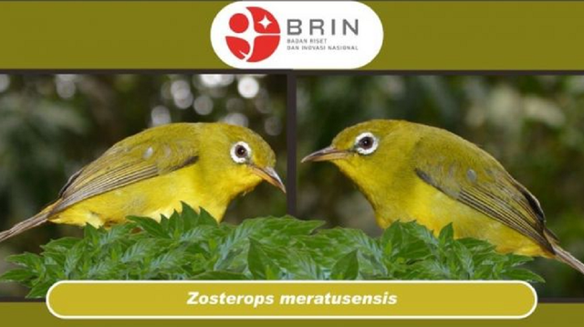 Spesies baru burung kacamata diberi nama Zosterops Meratusensis (Kacamata Meratus).  Foto: Dok. BRIN