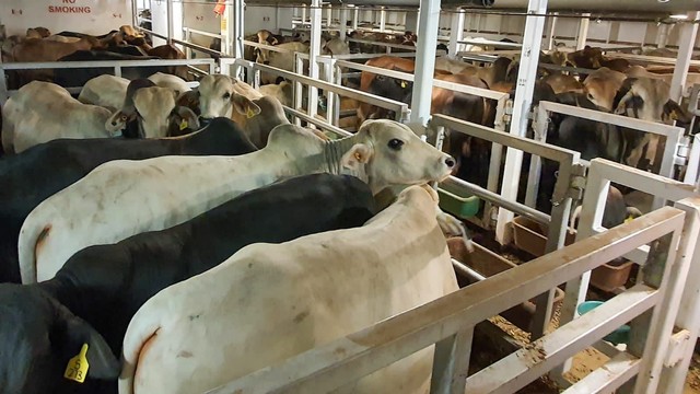 Ribuan sapi hidup dari Australia tiba di Pelabuhan Tanjung Priok, Jakarta Utara, untuk penuhi kebutuhan Lebaran, Selasa (12/4/2022). Foto: Badan Pangan Nasional (BPN)