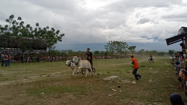 113 pasang sapi ikut lomba karapan di Palu, Sulawesi Tengah. Foto: Tim PaluPoso