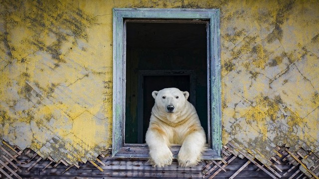 Seekor beruang kutub melihat keluar jendela