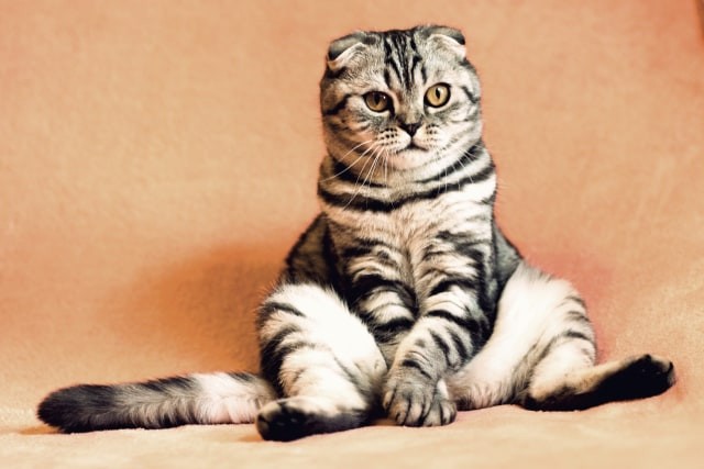 Ilustrasi Kenapa Kucing Mendengkur. Foto: pixabay.com
