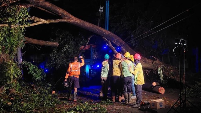 Petugas PLN mengevakuasi pohon tumbang yang menimpa jaringan PLN di Solo. Foto: istimewa.