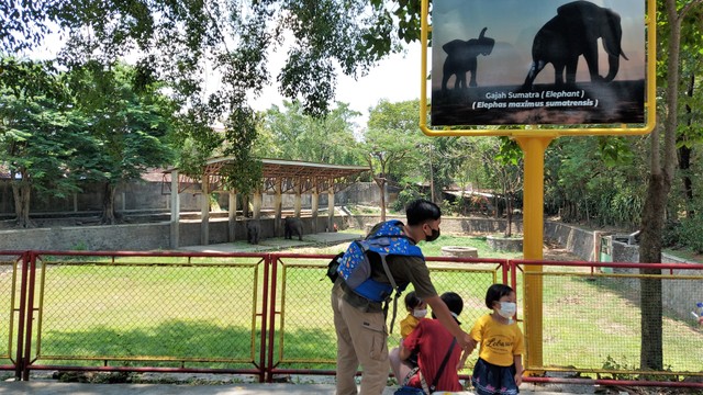 Pengunjung Taman Satwa Taru Jurug (TSTJ) Solo melihat gajah yang menjadi koleksi kebun binatang tersebut. FOTO: Fernando Fitusia