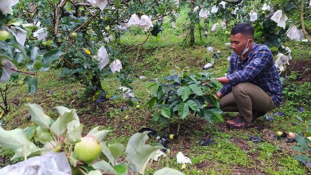 Petani apel di Desa Bulukerto, Kecamatan Bumiaji, Kota Batu. Foto: Ulul Azmy