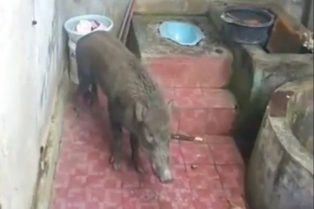 Babi hutan masuk rumah warga di Tanggamus, Selasa (19/4/2022) | Foto: ist