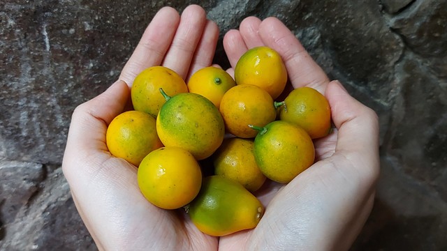 Mencicipi Dan Menelusuri Manfaat Buah Kimkit Jeruk Yang Bisa Dimakan