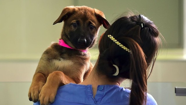 Seorang peneliti di Sooam Biotech Research Foundation, Seoul, Korea Selatan menggendong seekor anjing hasil kloning. Perusahaan ini telah mengkloning banyak binatang untuk keperluan riset, peternakan, dan hewan peliharaan.