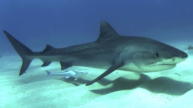 Ilustrasi hiu (Foto: WIkipedia)