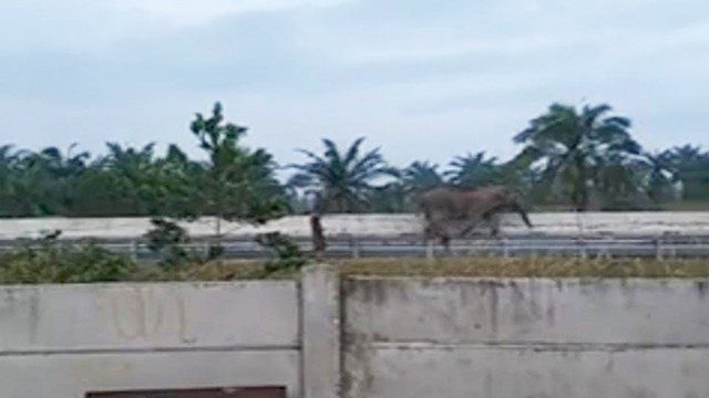 TANGKAPAN gambar video amatir yang merekam seekor gajah jantan memasuki Jalan Tol Pekanbaru-Dumai, Senin pagi (14/2/2022), di Pinggir, Bengkalis, Riau.  