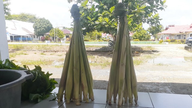 Saccharum edule atau tumbuhan tebu telor yakni sejenis sayur-sayuran yang mirip dengan tebu yang menjadi bahan dasar sayur lilin khas Papua. (Foto Hari Suroto)