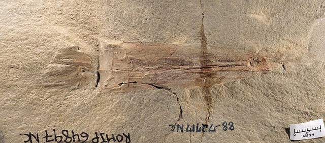Fosil cumi-cumi berusia 328 juta tahun. Foto:  American Museum of Natural History / Christopher Whalen