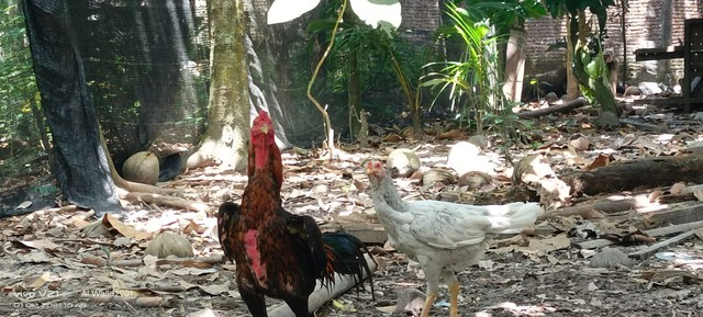 Analisis Usaha Peternakan Ayam Bangkok di Indonesia (38665)