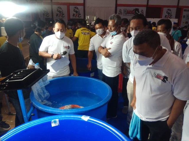 Tampak sejumlah juri tengah menilai beberapa ikan koi milik kontestan yang berlaga di Kuningan 2nd Koi Show, Kabupaten Kuningan, Jabar. (Andri)