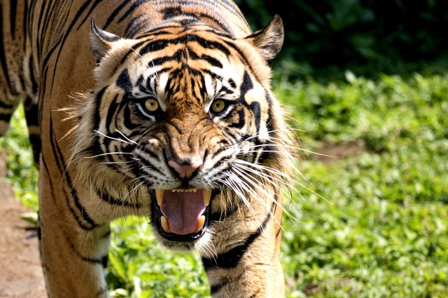 Ilustrasi harimau. Foto: dptro/Shutterstock
