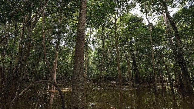 Kedua bocah hilang di Hutan Amazon saat musim hujan.