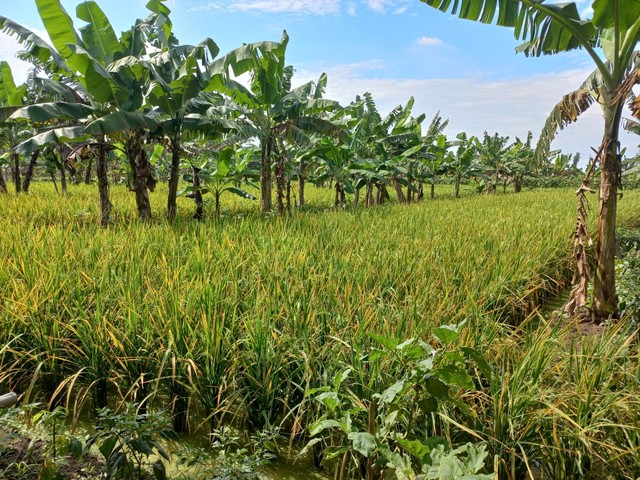 Jelang Masa Panen Padi, Areal Pertanian di Indramayu Diserang Hama Wereng (33477)