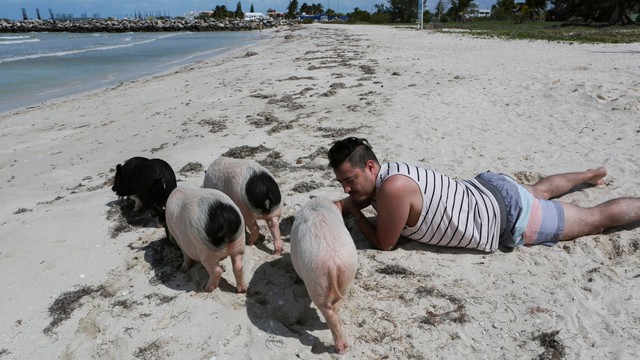 Unik, Di Meksiko Ada Pantai untuk Turis Bisa Bermain dan Berenang Bersama Babi (190006)
