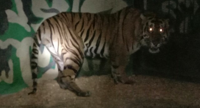 Harimau sumatera yang telah masuk perangkap. Foto: dok. BKSDA Jambi