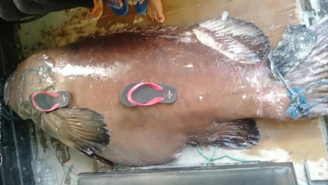 Nelayan tangkap ikan kerapu seberat 270 kilogram di Kabupaten Selayar, Sulawesi Selatan, Minggu (13/2/2022).  Foto: Dok. Istimewa